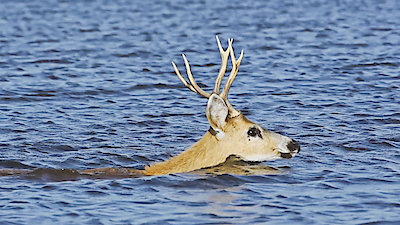 Louisiana Law Season 2 Episode 5