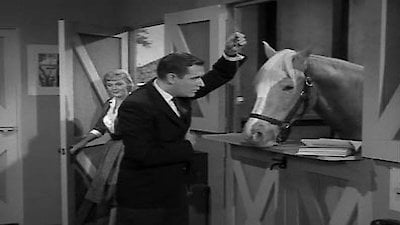 Mister Ed Season 1 Episode 16