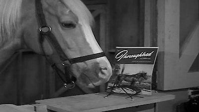 Mister Ed Season 1 Episode 26