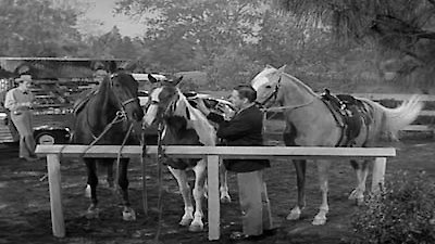 Mister Ed Season 2 Episode 8