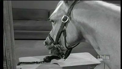 Mister Ed Season 2 Episode 10