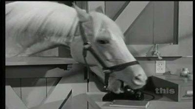 Mister Ed Season 3 Episode 10