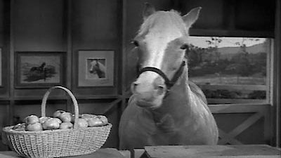 Watch Mister Ed Season 3 Episode 22 - The Price of Apples Online Now