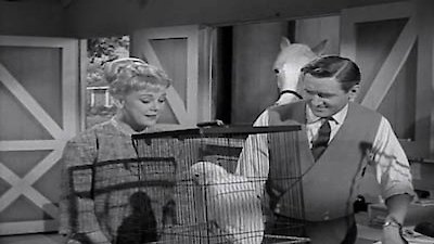 Mister Ed Season 3 Episode 24