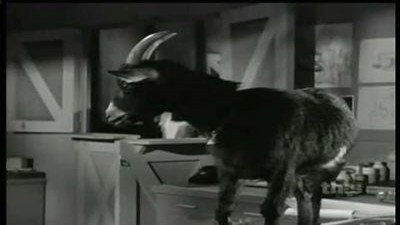 Mister Ed Season 4 Episode 7