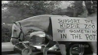 Mister Ed Season 4 Episode 8