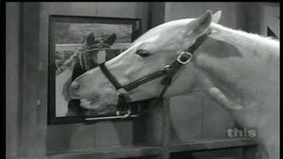 Mister Ed Season 4 Episode 19