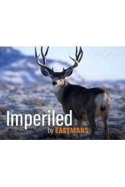 Imperiled: A Mule Deer Migration Short Film