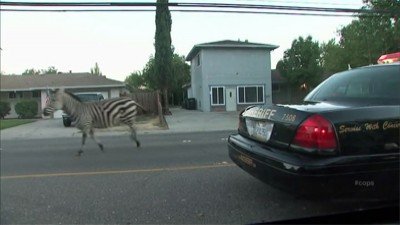 Cops Season 22 Episode 1