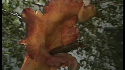 Day of the Triffids Season 1 Episode 4