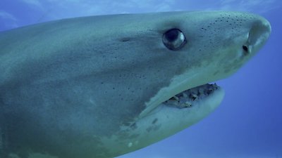 Shark Academy Season 1 Episode 6