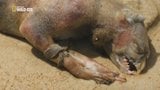 Montauk Monster