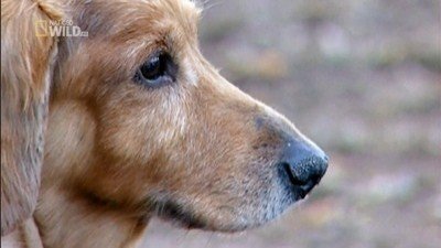 Wild Case Files Season 1 Episode 4