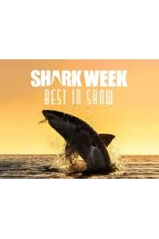 Shark Week Best in Show