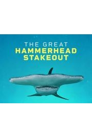 The Great Hammerhead Stakeout