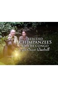 Rescued Chimpanzees of the Congo with Jane Goodall