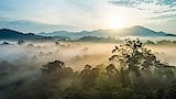 Borneo: Sacred Forest