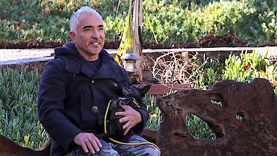 Cesar Millan: Better Human Better Dog Season 1 Episode 7