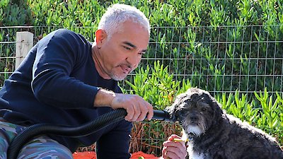 Cesar Millan: Better Human Better Dog Season 1 Episode 9