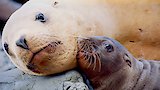 A Baby Sea Lion's Story