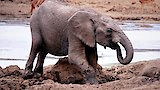 A Baby Elephant's Story