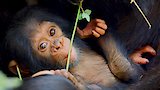 A Baby Chimp's Story