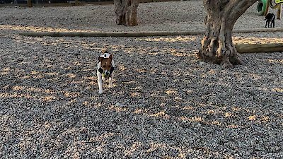 Neighborhood Wars Season 3 Episode 6