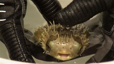 Guinea Pig Season 2 Episode 7