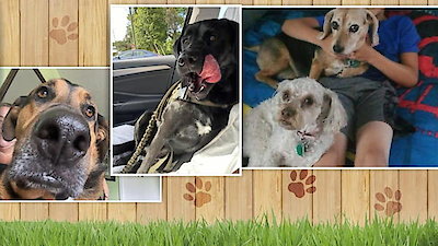 Good Morning America Season 45 Episode 239