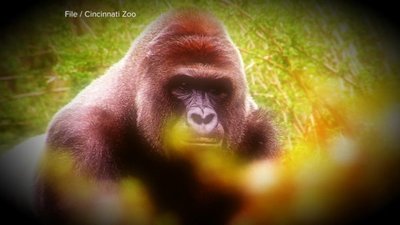 Good Morning America Season 41 Episode 107