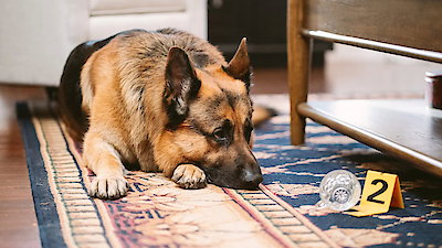 Hudson & Rex Season 8 Episode 13