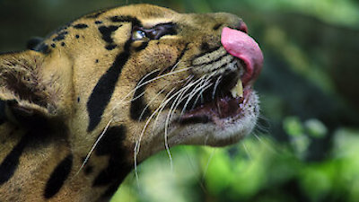 Watch Animal Season 1 Episode 1 - Big Cats Online Now