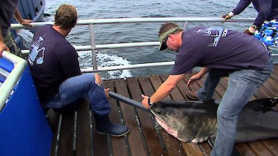 Shark Men Season 2 Episode 3