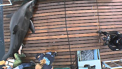 Shark Men Season 1 Episode 3