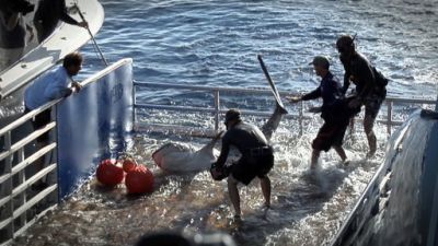 Shark Men Season 3 Episode 2