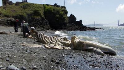 Shark Men Season 3 Episode 4