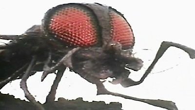 Doctor Who (1963) Season 10 Episode 26