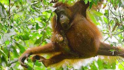 Wild Babies Season 1 Episode 3