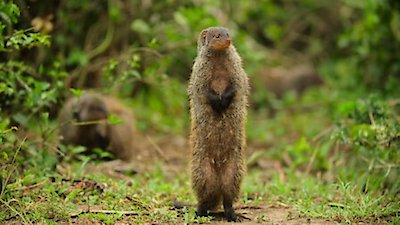 Wild Babies Season 1 Episode 5