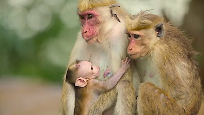 Wild Babies Season 1 Episode 6