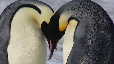 Wild Babies Season 1 Episode 7