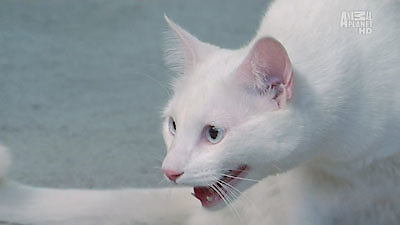 My Cat From Hell Season 4 Episode 7