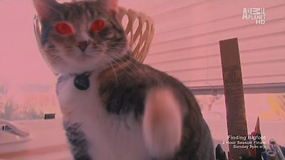 My Cat From Hell Season 4 Episode 8