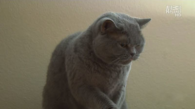 My Cat From Hell Season 4 Episode 9