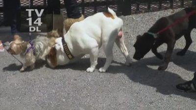 Ice Loves Coco Season 1 Episode 4