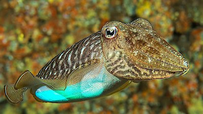 Chris Packham's Animal Einsteins Season 1 Episode 1