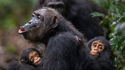 Chris Packham's Animal Einsteins Season 1 Episode 2