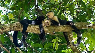 Chris Packham's Animal Einsteins Season 1 Episode 4