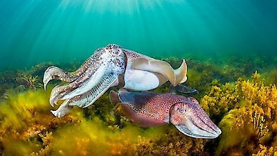 Chris Packham's Animal Einsteins Season 1 Episode 5