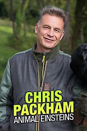 Chris Packham's Animal Einsteins